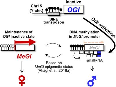 Molecular Mechanism Underlying Derepressed Male Production in Hexaploid Persimmon